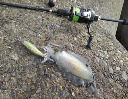 エギング＆穴釣り